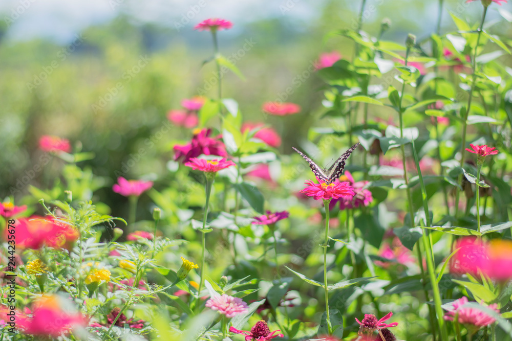  beautiful butterflies in the flower garden