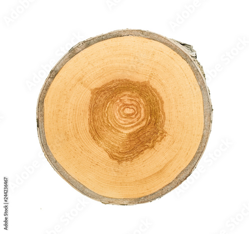 Cross section of tree trunk with annual growth rings isolated on white background