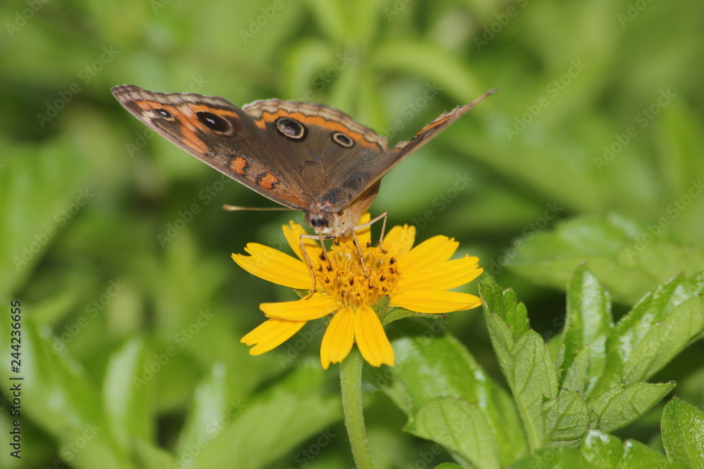 Obraz premium butterfly and flower