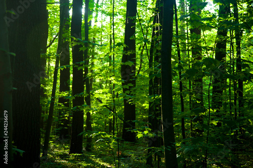 Fototapeta Naklejka Na Ścianę i Meble -  green forest background