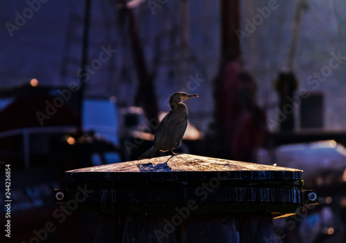 Photography cormorant standing on bollard in stockholm