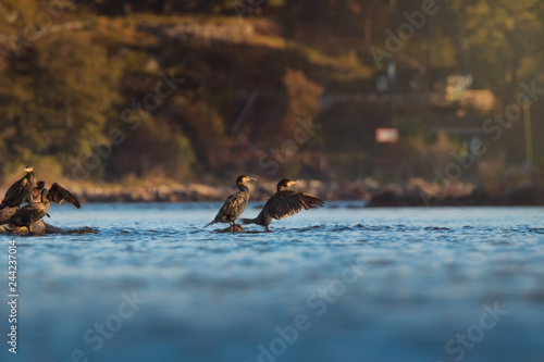 Canvas Print group of cormorants on rock in stockholm