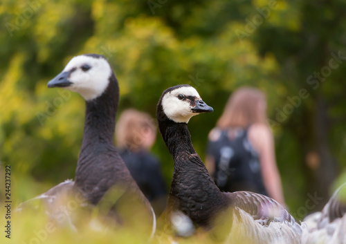 Canvas Print barnacle geese in park in summer in stockholm