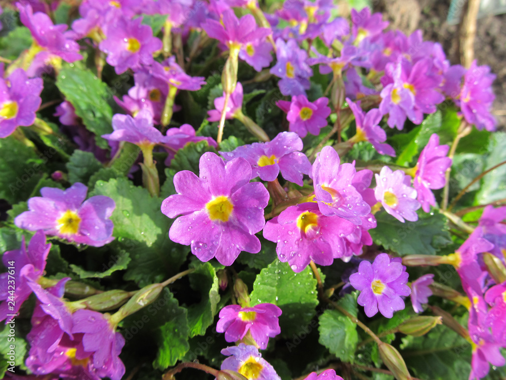Purple flowers in the garden. Natural background Purple flowers in the garden. Natural background