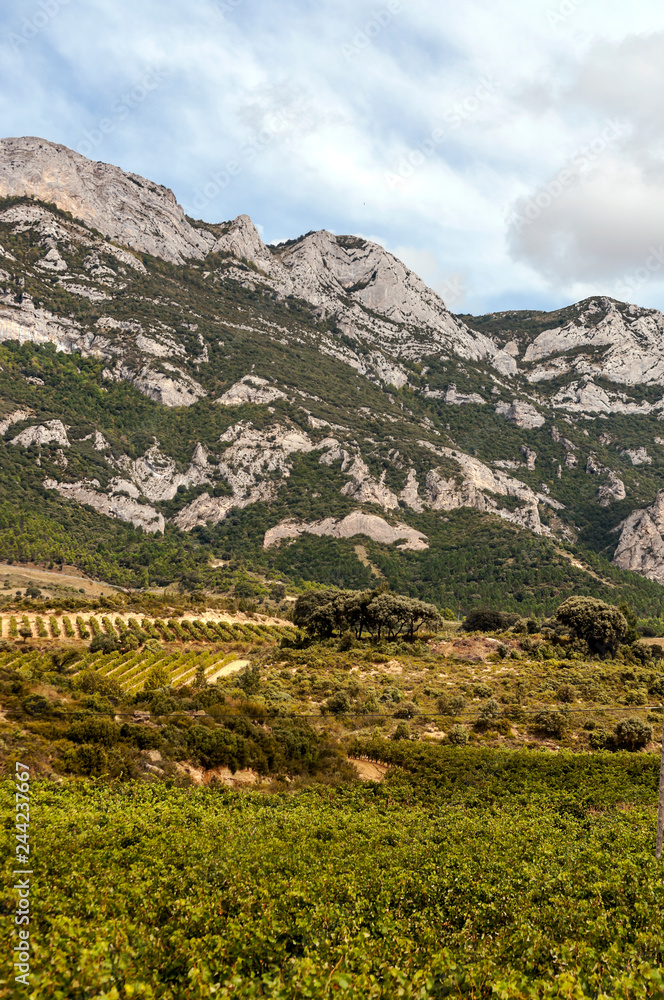 Vineyards in La Rioja in Spain on a sunny day.