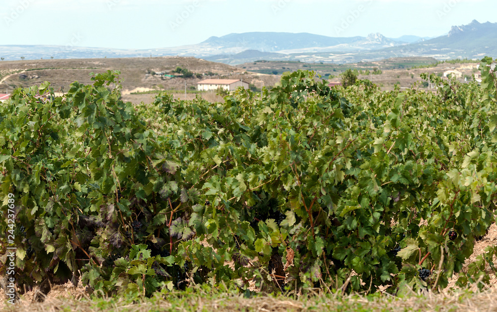 Vineyards in La Rioja in Spain on a sunny day.
