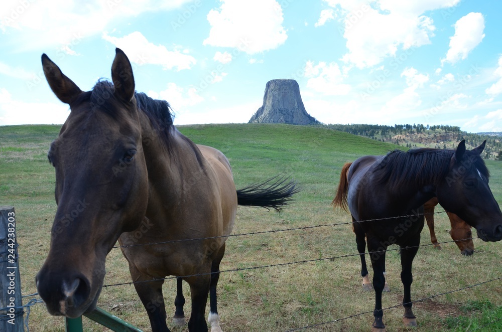 Munstag cavalli selvaggi nelle praterie del west America a Devil Tower 