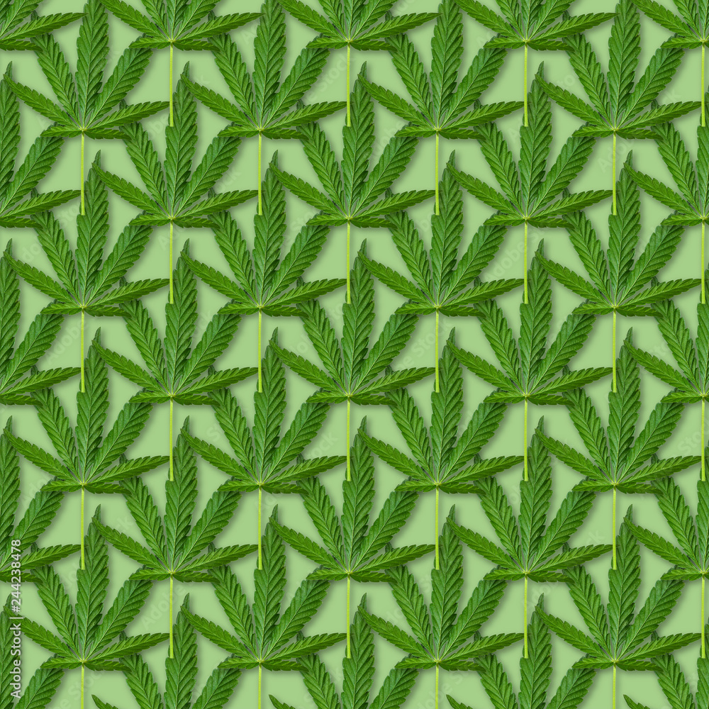 Hemp or cannabis leaves seamless pattern.