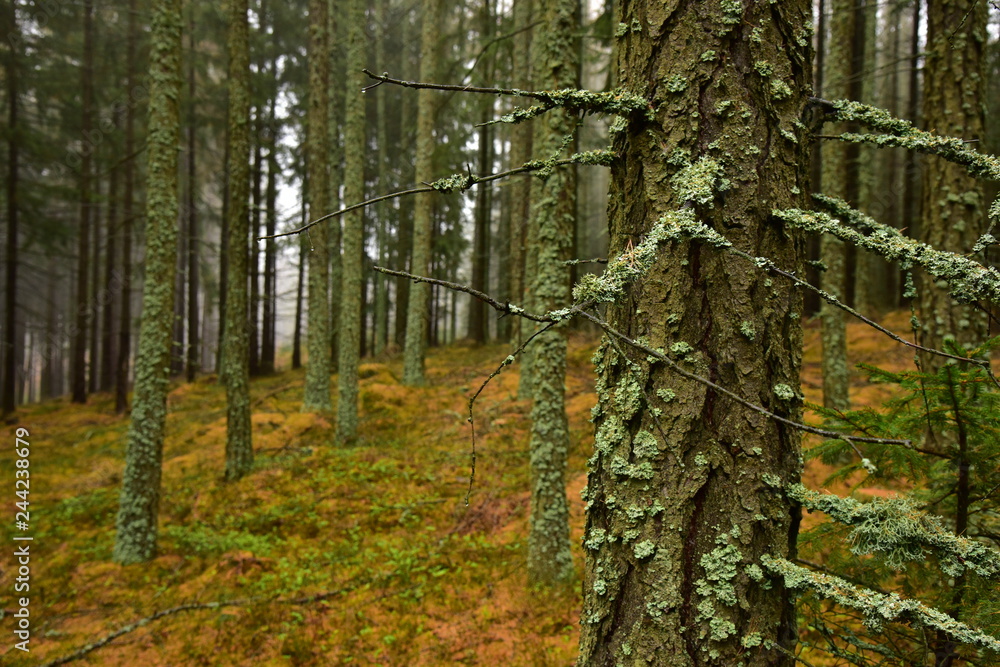 Fototapeta premium Brdy woods