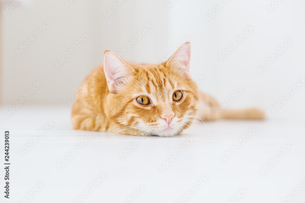 Portrait of a striped domestic red cat on a white background