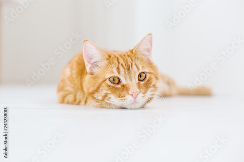Portrait of a striped domestic red cat on a white background © marchibas