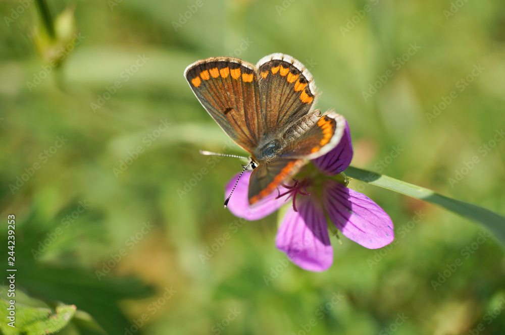 Schmetterling Deutschlands - Himmelblauer Bläuling Schmetterling Deutschlands - Himmelblauer Bläuling