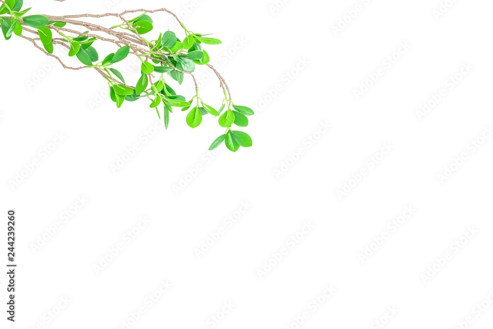 緑の葉のある枝　背景素材
