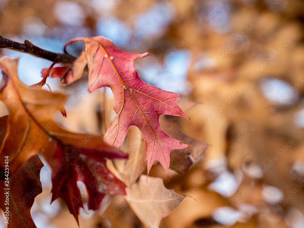 Fototapeta premium Beautiful vibrant red fall leaf on a bright winter evening