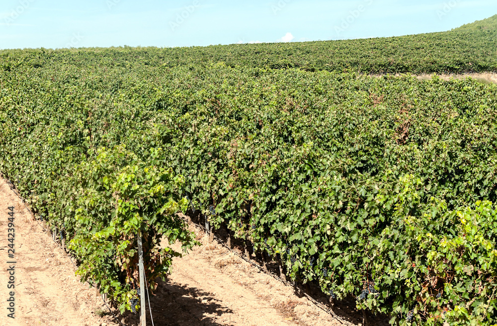 Vineyards in La Rioja in Spain on a sunny day.