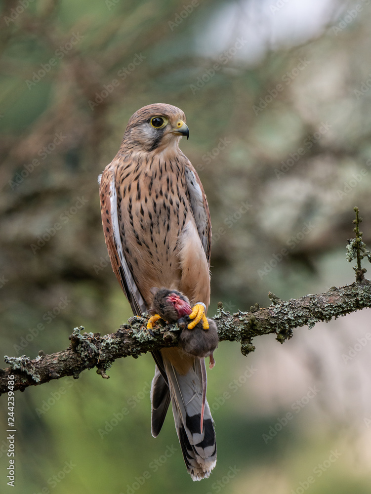 Saker falcon (Falco tinnunculus) sitting on a tree and holding a hunted mouse. Saker falcon in the forest. Saker falcon portrait. Saker falcon holds the mouse. Saker falcon (Falco tinnunculus) sitting on a tree and holding a hunted mouse. Saker falcon in the forest. Saker falcon portrait. Saker falcon holds the mouse.