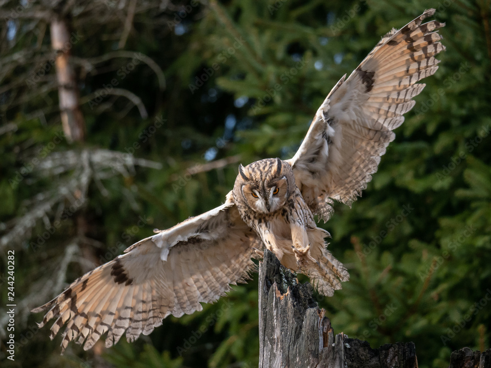 Fototapeta premium Long-eared owl (Asio otus) landing on the dry tree. Beautiful owl with orange eyes on the tree in forest. Long eared owl flying.