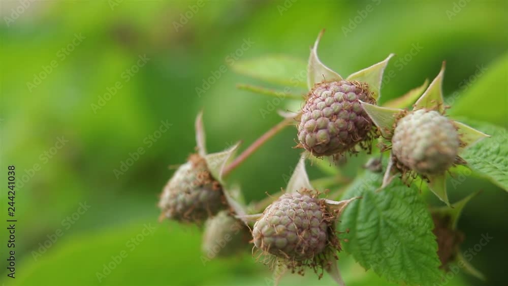 Green unripe raspberry, an immature berry of raspberry. Green unripe raspberry, an immature berry of raspberry.