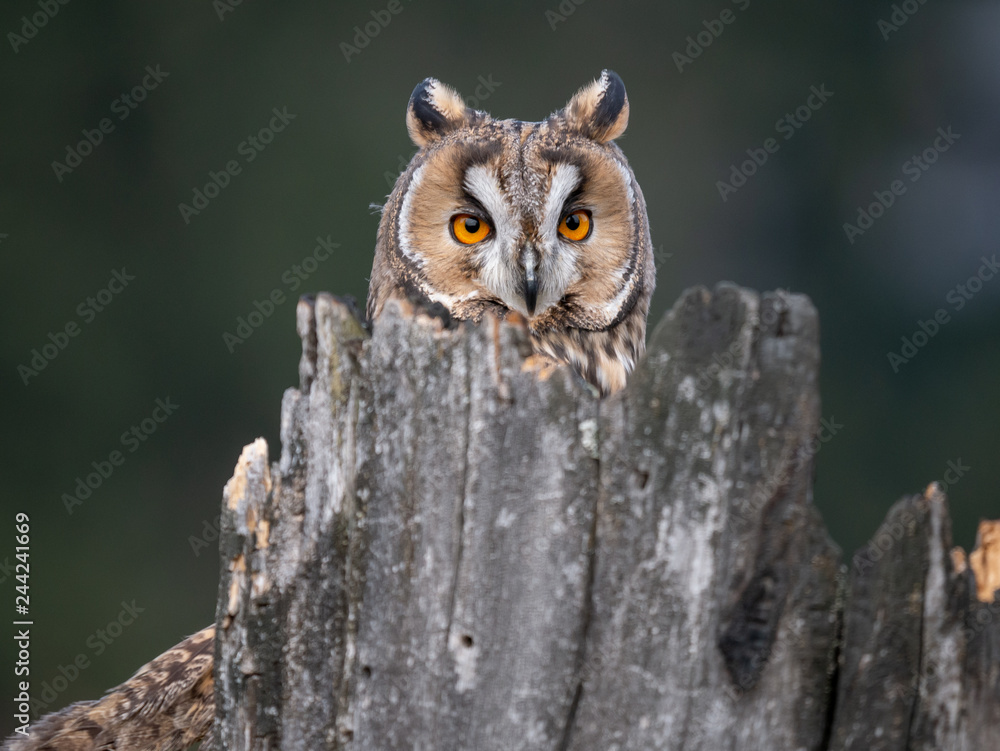 Long-eared owl (Asio otus) sitting on the tree. Beautiful owl with orange eyes on the dry tree in forest. Long eared owl portrait. Long-eared owl (Asio otus) sitting on the tree. Beautiful owl with orange eyes on the dry tree in forest. Long eared owl portrait.