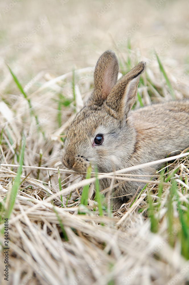 Fototapeta premium A grey rabbit in hay on the farm. Pretty rabbit on a dry grass