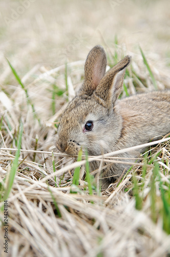 A grey rabbit in hay on the farm. Pretty rabbit on a dry grass