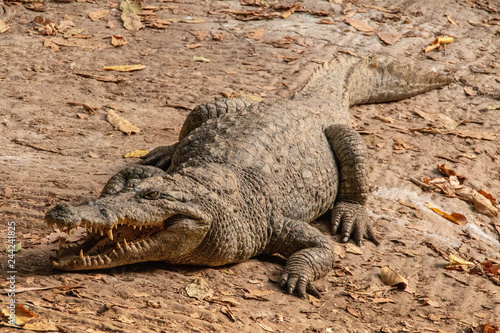 Crocodile in the Gambia River in Senegal, West Africa