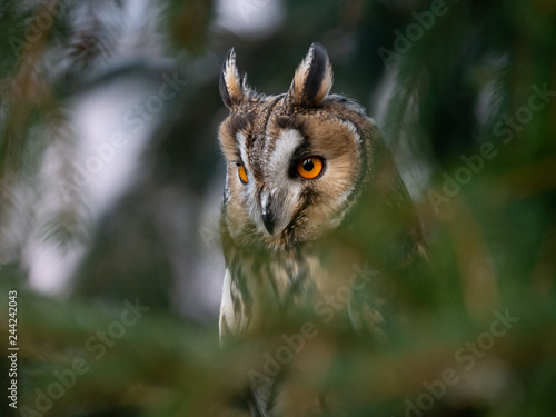 Long-eared owl (Asio otus) sitting on the tree. Beautiful owl with orange eyes on the tree in forest. Long eared owl portrait.