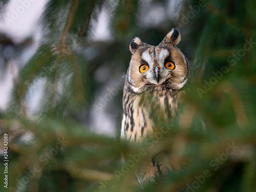 Long-eared owl (Asio otus) sitting on the tree. Beautiful owl with orange eyes on the tree in forest. Long eared owl portrait.