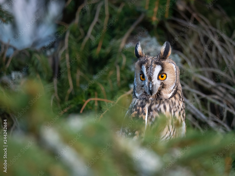 Long-eared owl (Asio otus) sitting on the tree. Beautiful owl with orange eyes on the tree in forest. Long eared owl portrait. Long-eared owl (Asio otus) sitting on the tree. Beautiful owl with orange eyes on the tree in forest. Long eared owl portrait.