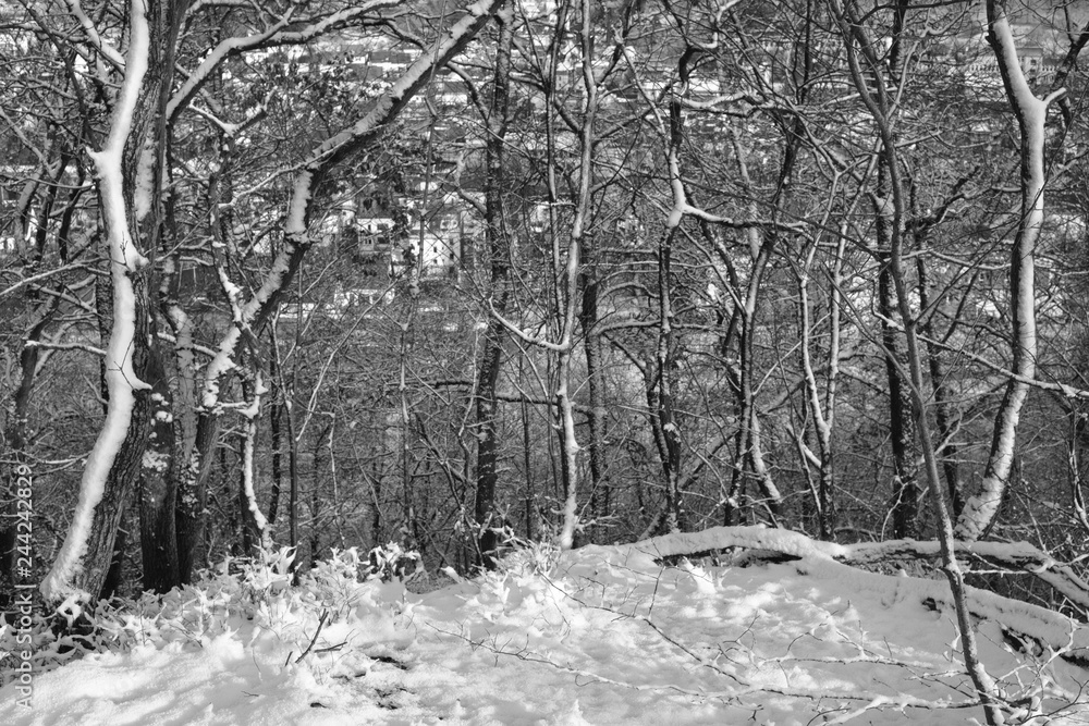 Forest Nature Landscape StockFoto Adobe Stock