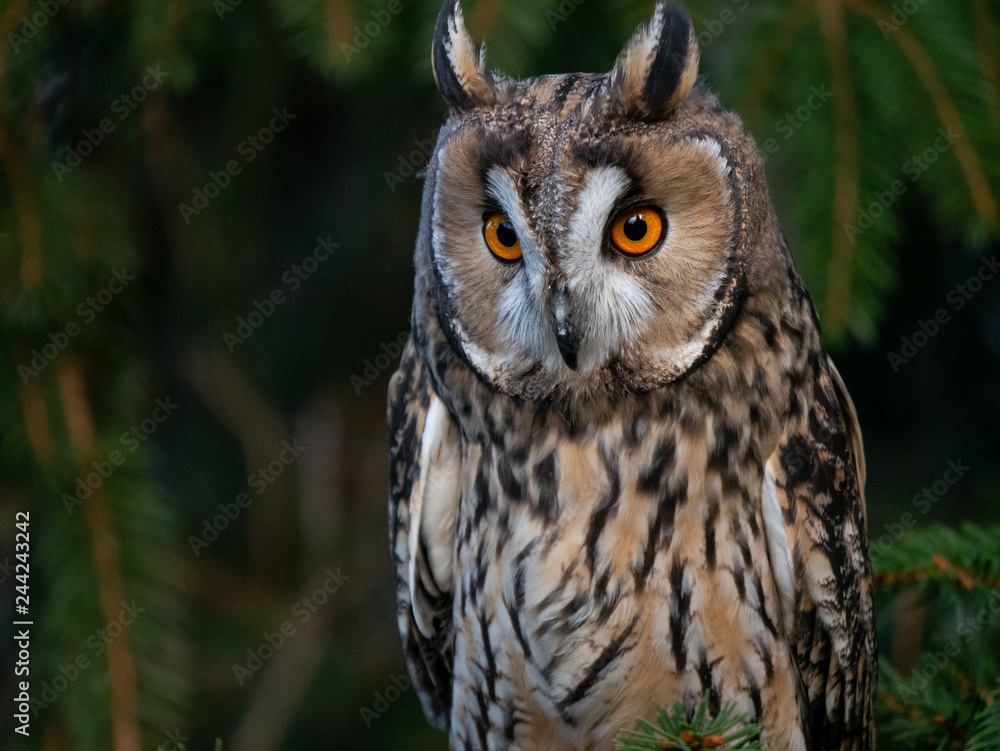 Fototapeta premium Long-eared owl (Asio otus) sitting on the tree. Beautiful owl with orange eyes on the tree in forest. Long eared owl portrait.