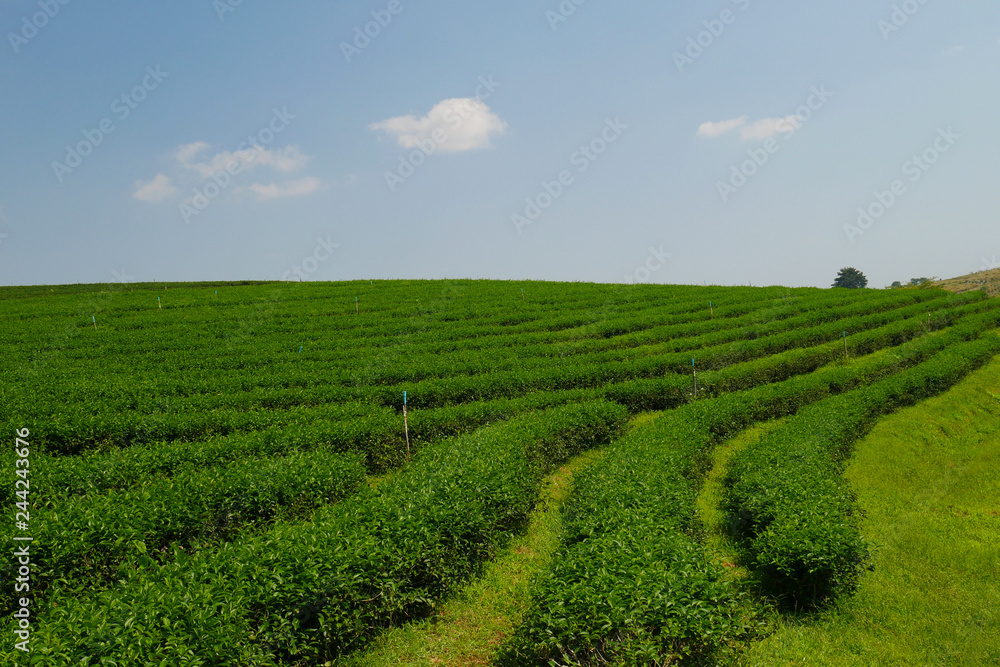 tea field on the blue sky tea field on the blue sky