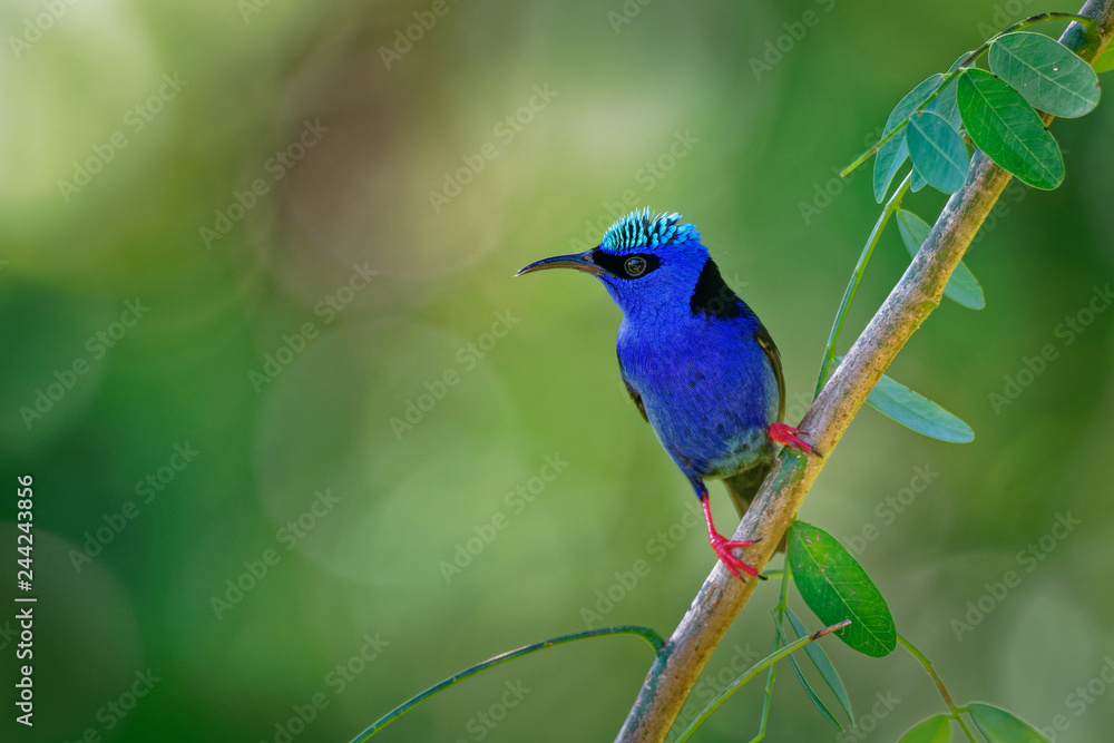 Obraz premium Red-legged Honeycreeper - Cyanerpes cyaneus small songbird species in the tanager family (Thraupidae)