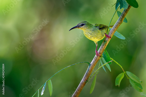 Red-legged Honeycreeper - Cyanerpes cyaneus small songbird species in the tanager family (Thraupidae)