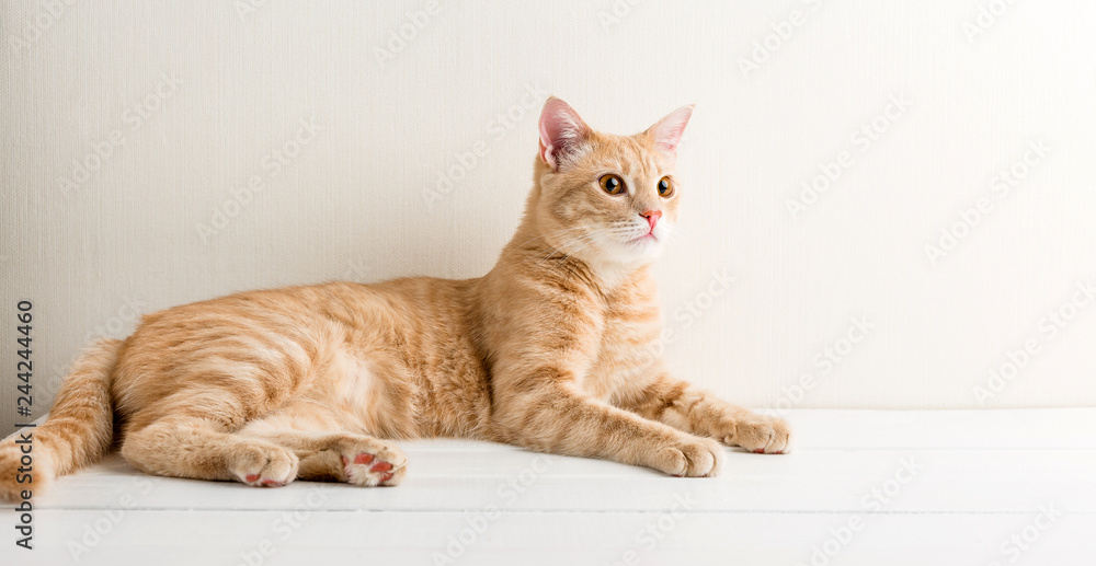Red young cat on a white wooden table, home pet