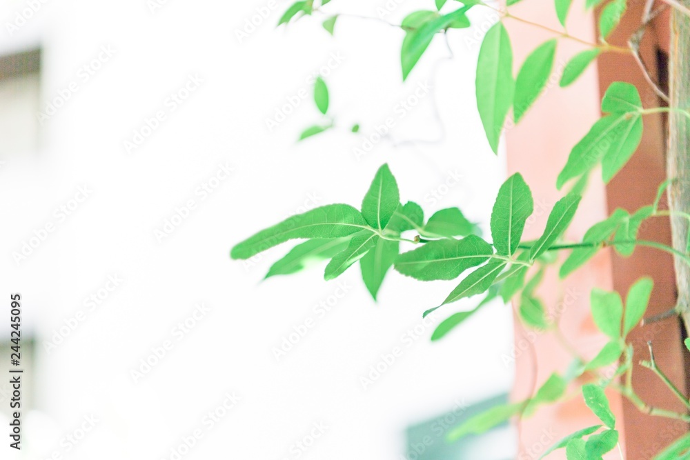 観葉植物の緑の葉と光 観葉植物の緑の葉と光
