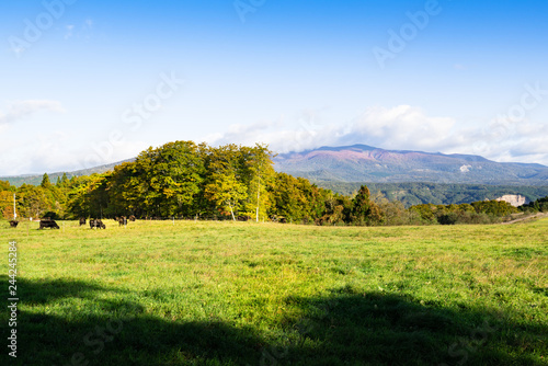 宮城紅葉の栗駒山と栗駒高原の牧場の放牧牛 © masahiro