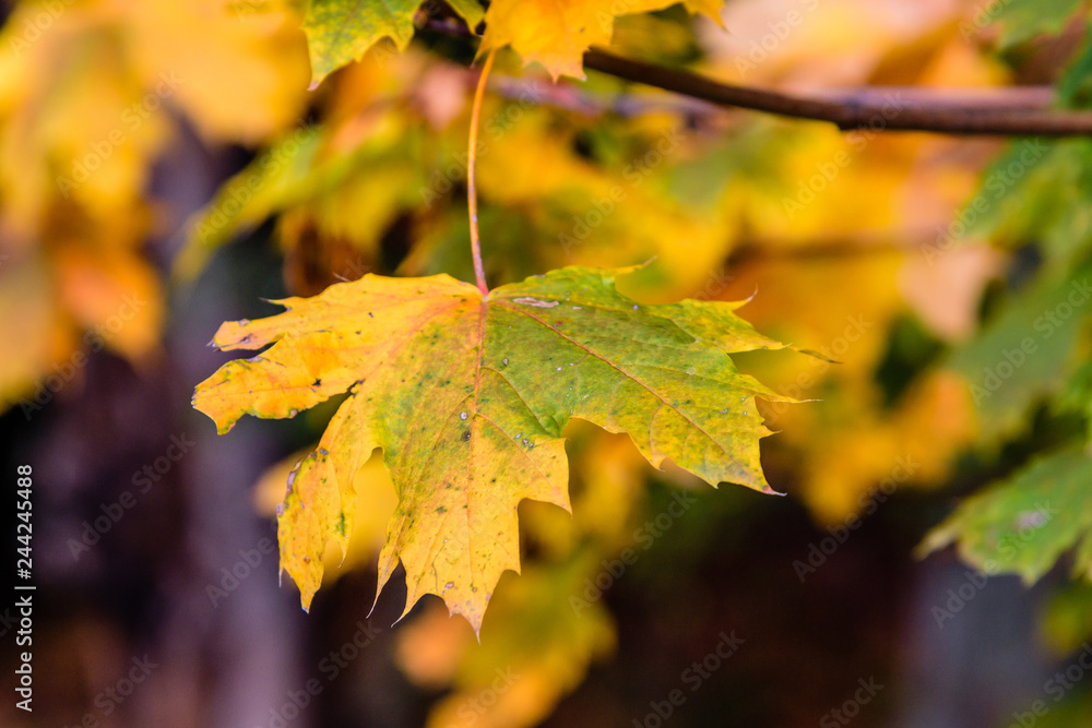 Autumn colorful leaf on a branch. (closeup)