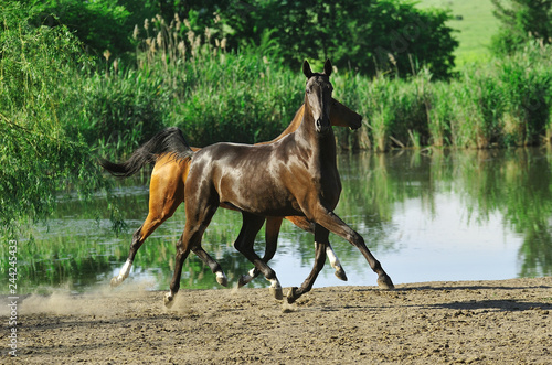 Two horses flying above the ground in trot near water in summer field. Horizonta, sideways, in motion.