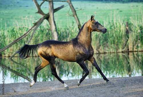 Dappled buckskin Akhal-Teke stallion runs in trot near water with all four legs in the air looking at a camera. Horizontal  side view  in motion.