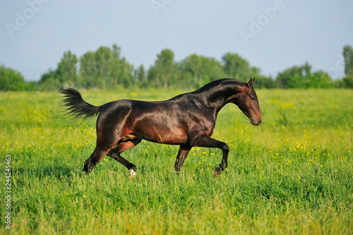 Dark bay Akhal-Teke stallion is running in trot over the summer pasture in the sunny day. Horizontal  side view  in motion.