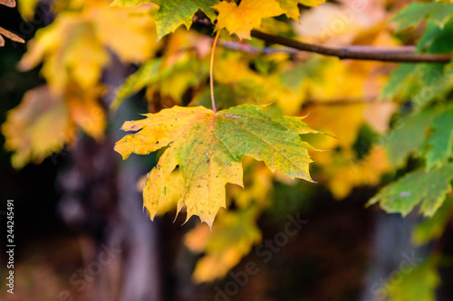 Autumn colorful leaf on a branch.  closeup 
