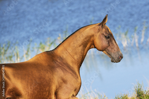 Golden buckskin Akhal-Teke horse stands in the sunlight near water. Horizontal,portrait,sideview. photo