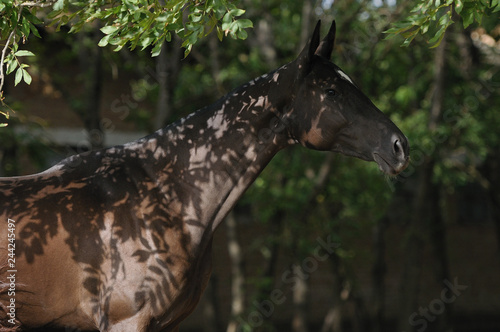 Black mare stands in the shadows of leaves in the summer hiding from insects. Horizontal portrait side view.