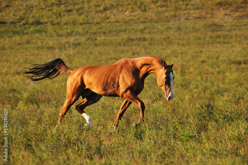 Chestnut Akhal-Teke stallion stretching his neck and runs in the meadow. Horizontal, sideways, in motion.