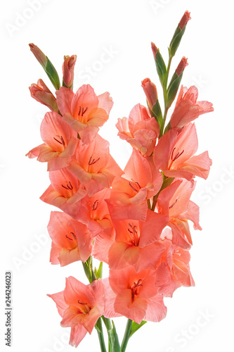 Arrangement of two salmon pink gladioluses isolated on the white background