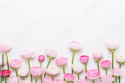 Fototapeta Naklejka Na Ścianę i Meble -  Beautiful colored ranunculus flowers on a white background.Spring greeting card.