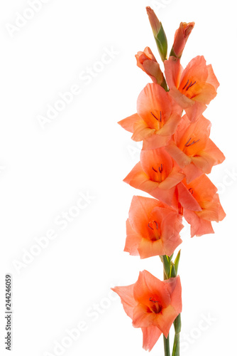Salmon pink gladiolus isolated on the white background