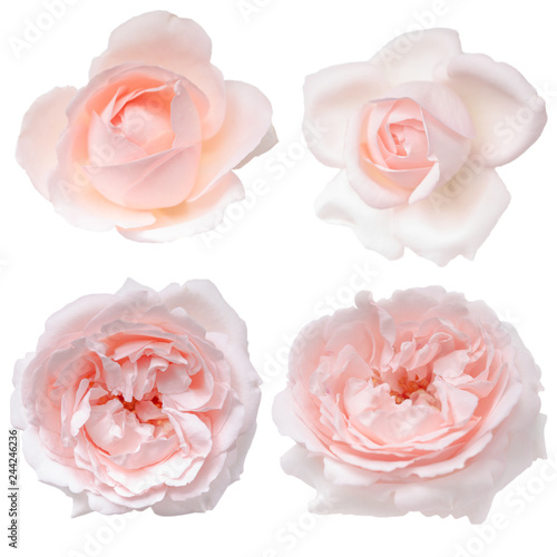 Set of pink rose buds