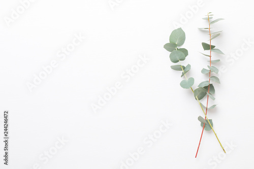 Eucalyptus composition. Pattern made of various colorful flowers on white background. Flat lay stiil life.